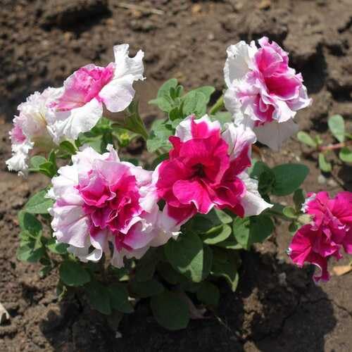 Pink White Double Calibrachoa Flower Seeds