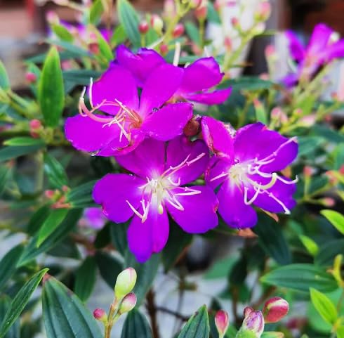 Pink Tibouchina Flower Seeds
