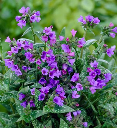 Purple Pulmonaria Flower Seeds