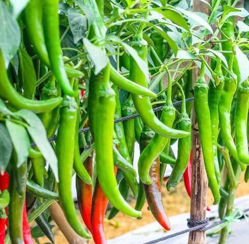 green chilli vegetable seeds