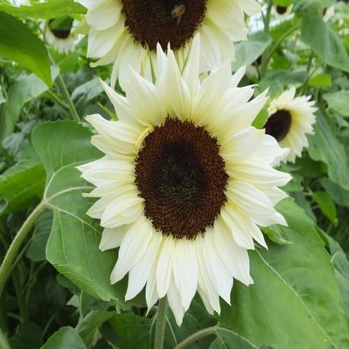 White Sunflower Seeds