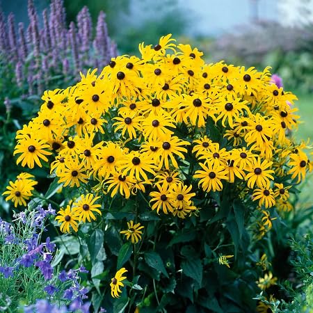 Rudbeckia fulgida Flower Seeds