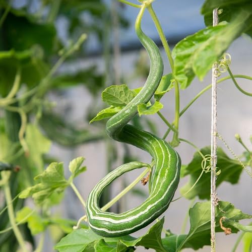 Green Chichinga vegetable seeds - Heirloom, Organic, Non Gmo Garden Seeds for kitchen garden planting