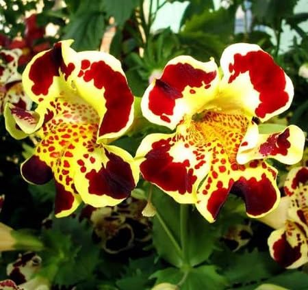 Mimulus Flower Seeds