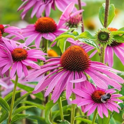 Purple Echinacea Flower Seeds