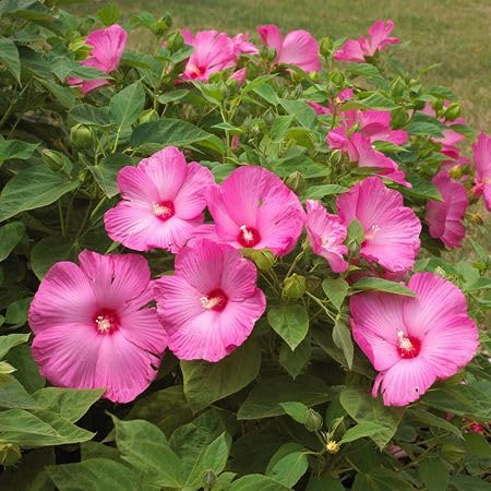 Pink Hibiscus Flower Seeds for Planting Heirloom Non-GMO High Germination Organic Garden Seeds for Colorful Blooms -