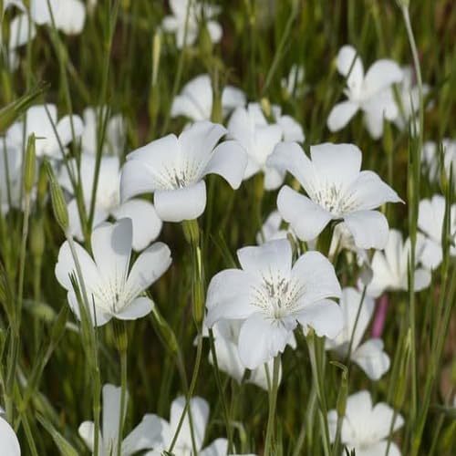 Saponaria Vaccaria Flower Seeds