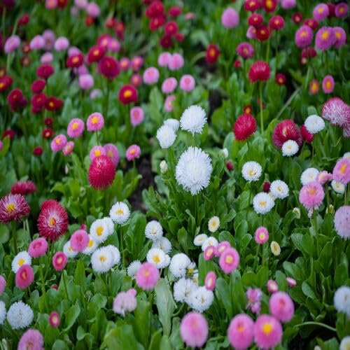 Pomponette Mixed Flower Seeds