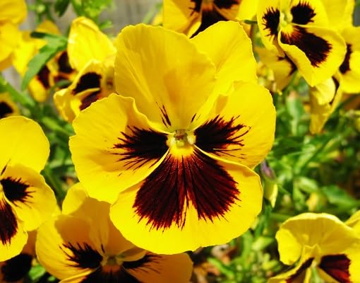 Yellow Marron Pansy Flower Seeds