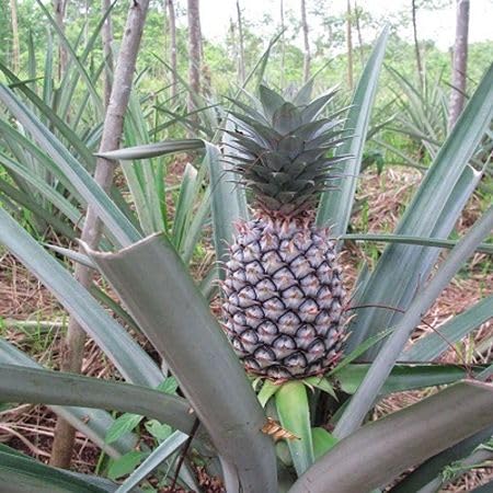 Black Pineapple Fruit Seeds organic garden seeds