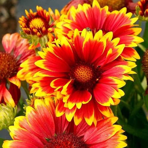 Yellow Orange Aristata Flower Seeds