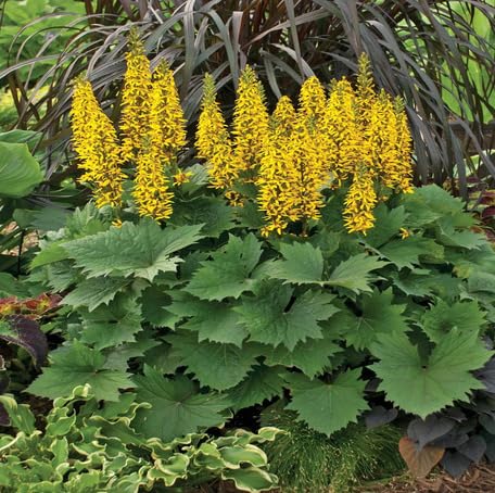 Yellow Ligularia Flower Seeds