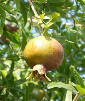 green pomegranate fruit for planting delicious harvests heirloom non gmo Fruit seeds