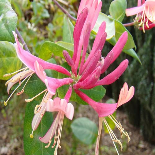 Pink Lonicera Flower Seeds