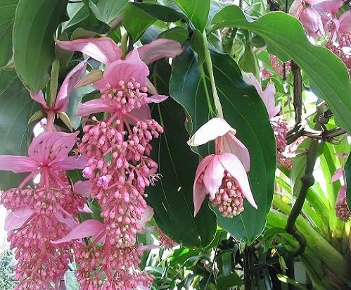 pink medinilla flower seeds