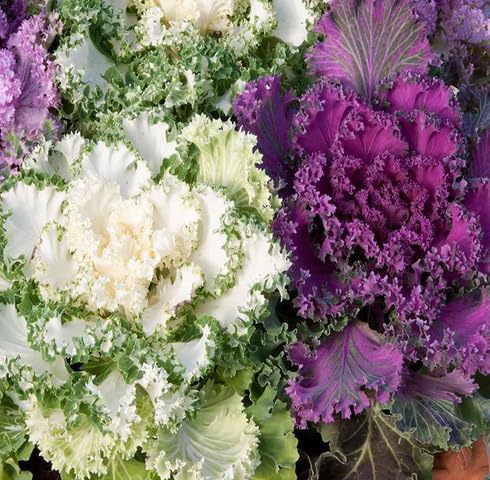 Mixed Kale vegetable seeds vegetable seeds for Home Gardening, Healthy Culinary Garden Variety for kitchen garden planting