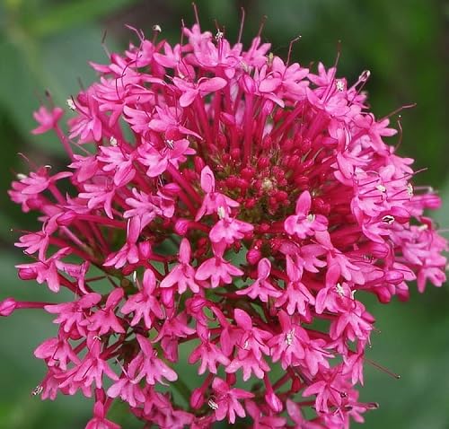 Pink Valerian Flower Seeds
