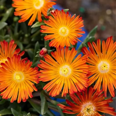 Orange Delosperma Flower Seeds