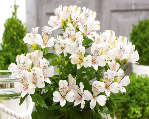 White Alstroemeria Flowers Seeds