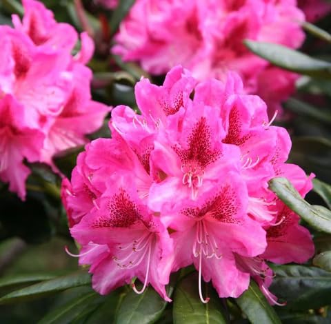 pink rhododendron flower seeds