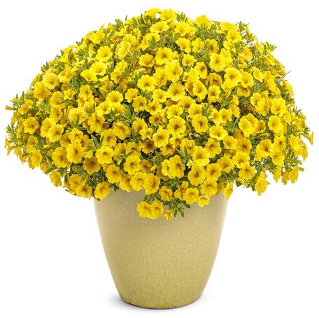 Yellow Calibrachoa Flower Seeds
