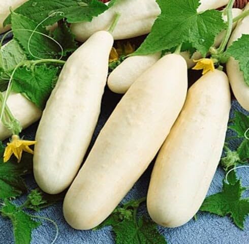 White Cucumber vegetable seeds for Home Gardening, Healthy Seasonal Vegetable Planting for kitchen garden planting