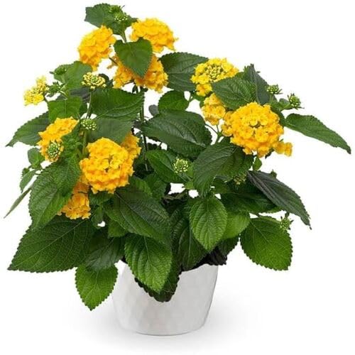 Lantana Flower Seeds