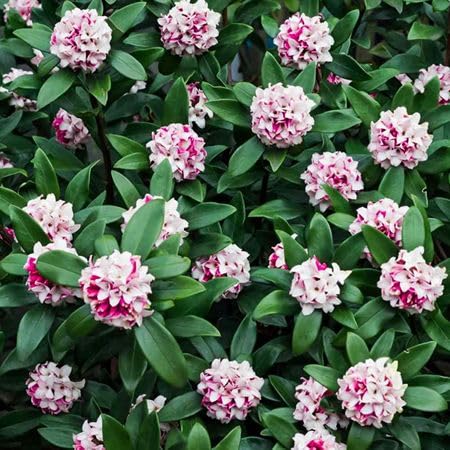 Pink Daphne Flower Seeds