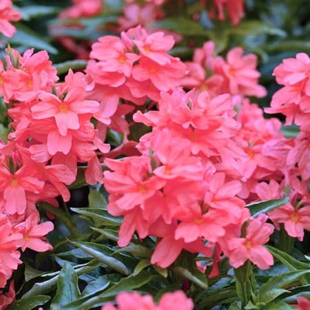 Pink Crossandra infundibuliformis Flower Seeds