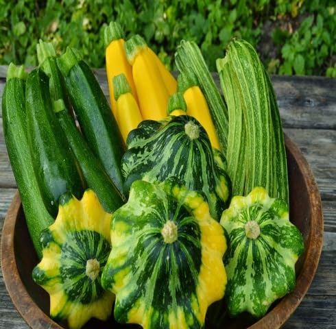 Mix Squash vegetable seeds for Home Gardening, Healthy Seasonal Vegetable Planting for kitchen garden planting