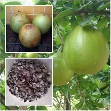 green crescentia cujete fruit exotic tropical Fruit Seeds