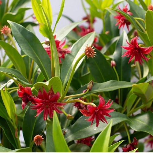 Illicium Flower Seeds