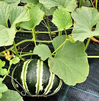 Green Kajari Melon Fruit fruit seeds for organic garden planting