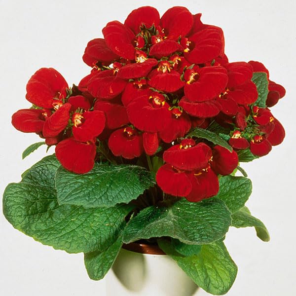 Red Gaint Calceolaria Flower Seeds