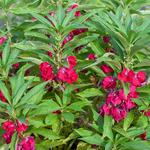 Red Impatiens balsamina Flower Seeds