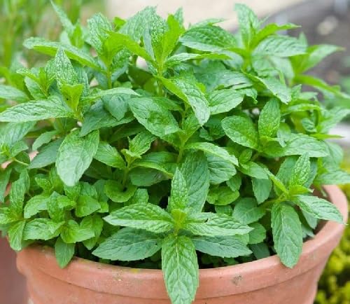 Mint Plant Seeds Green herb seeds - fresh harvest, sustainable gardening garden seeds