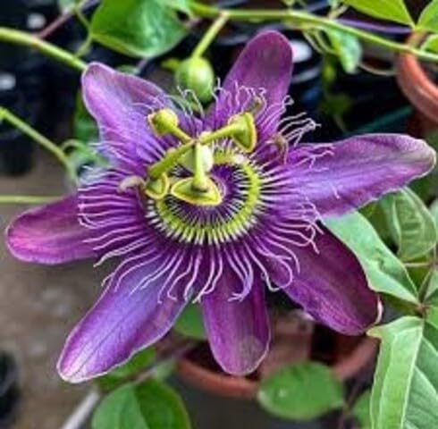 Purple Passiflora Flower Seeds