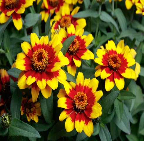 Red Yellow Zinnia Flower Seeds