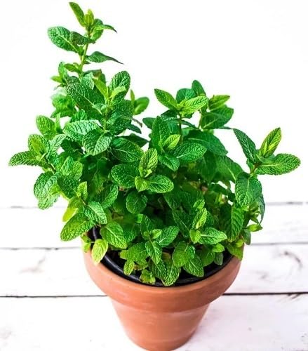 Green Peppermint Plants Seeds vegetable seeds - Heirloom, Organic, Non Gmo Garden Seeds for kitchen garden planting