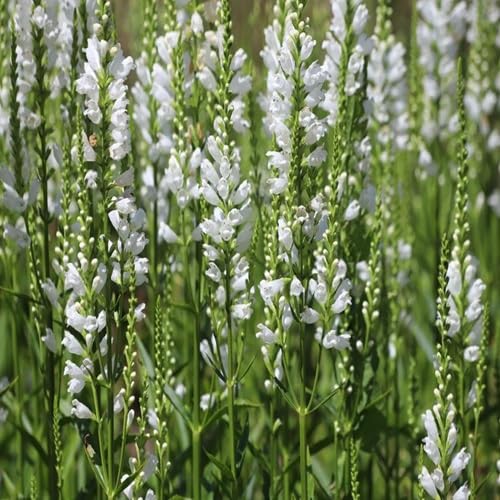 White Obedient Flower Seeds