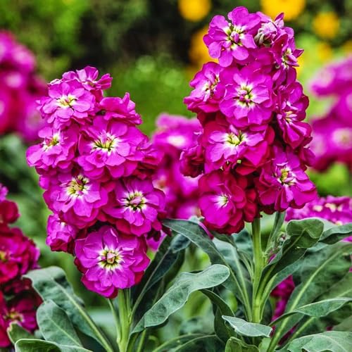 Pink Matthiola Incana Flower Seeds