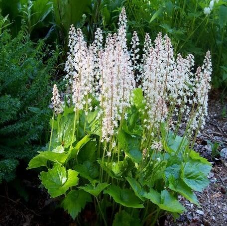 White Tiarella Flower Seeds