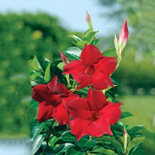 Red Mandevilla Flowers Seeds