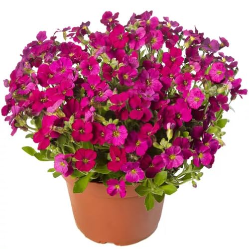 Pink Aubretia Flower Seeds