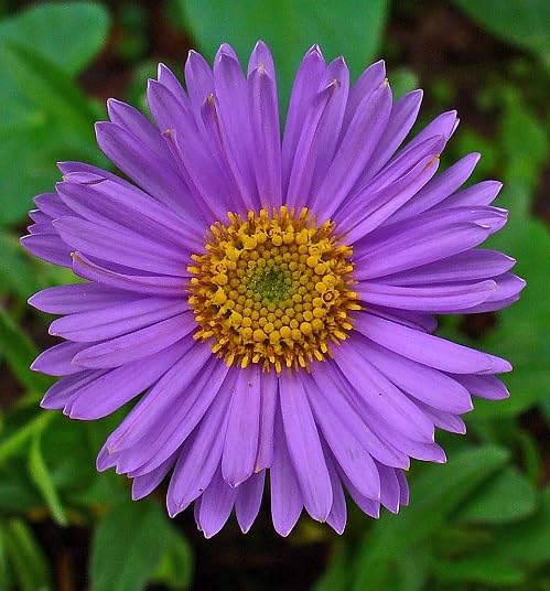 Violet Aster Flower Seeds