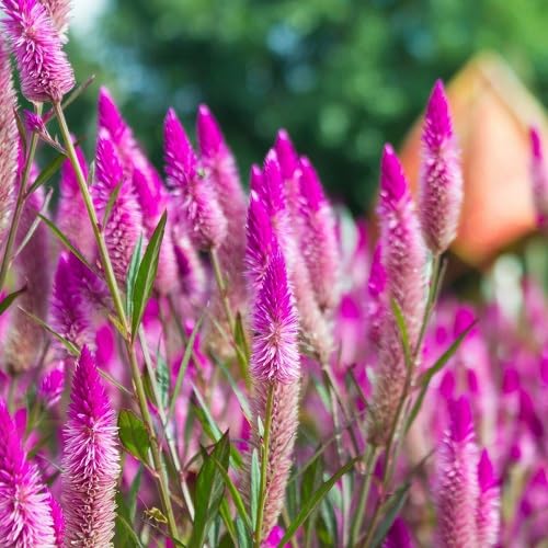 Pink Celosia Flowers Seeds