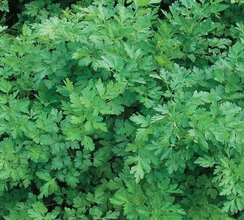 Green Parsley Plant Seeds herb seeds - organic, fresh harvest garden seeds