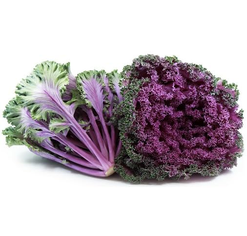 Purple Kale vegetable seeds vegetable seeds for Home Gardening, Easy Grow Farm Fresh Produce for kitchen garden planting