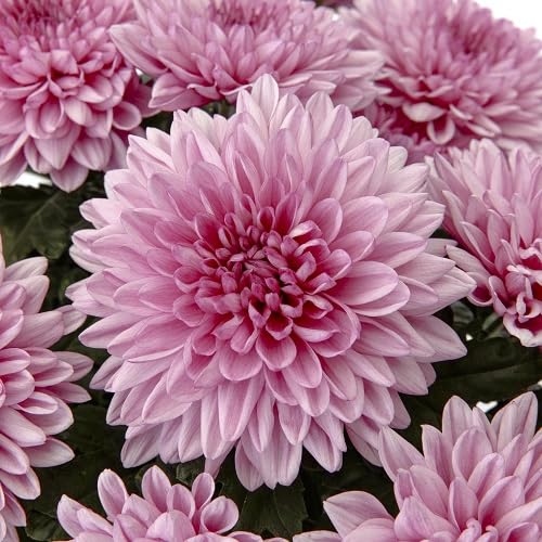 Pink Chrysanthemum Flower Seeds