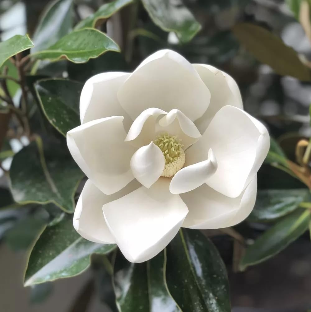 White Magnolia Flower Seeds